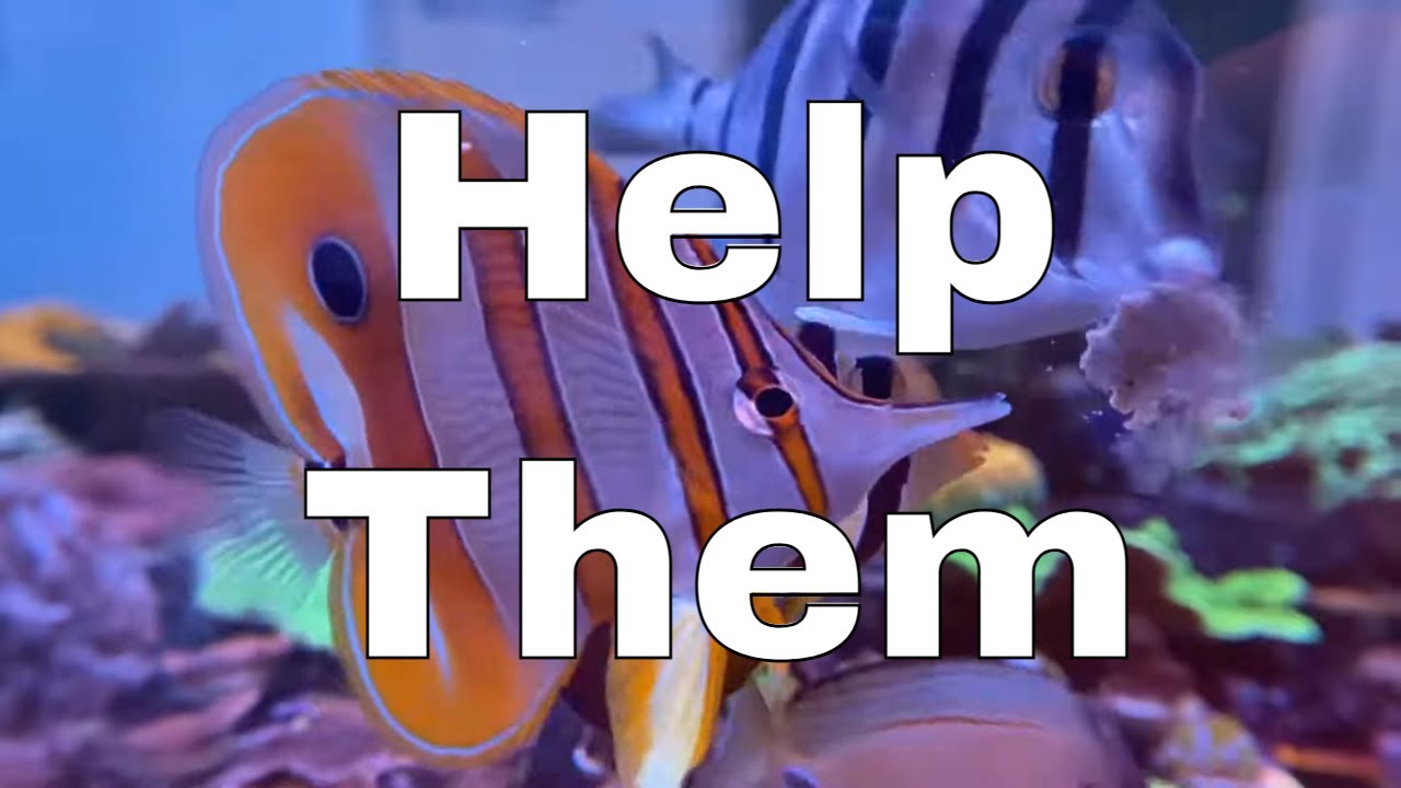 Stop Killing Copperband Butterflyfish NOW! (Chelmon rostratus)
