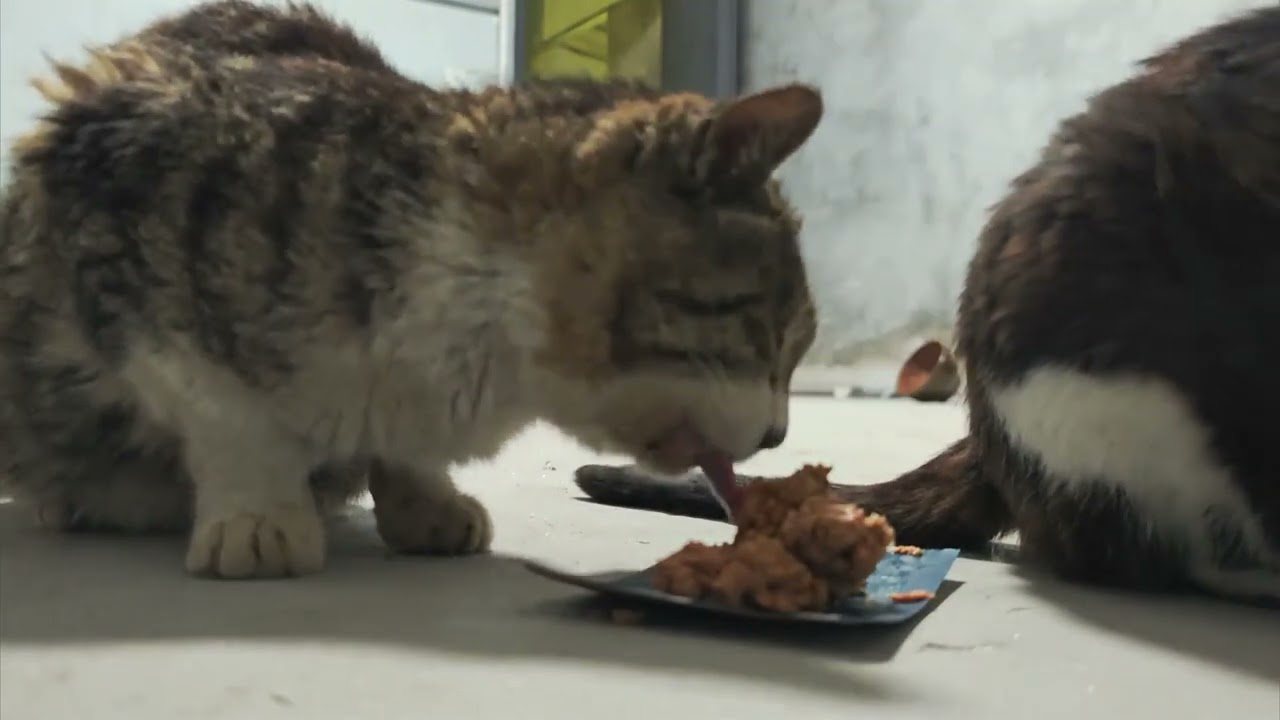 守护麻村的小猫回来了，主人奖励鲜肉，好吃到双脚离地。丑狗搞起了行为艺术，欺负病怏怏的奶牛猫#记录生活#猫#狗