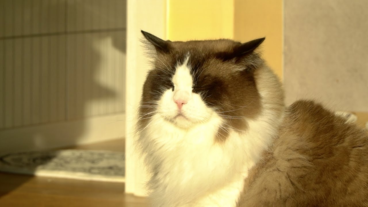 눈이 부시구나...