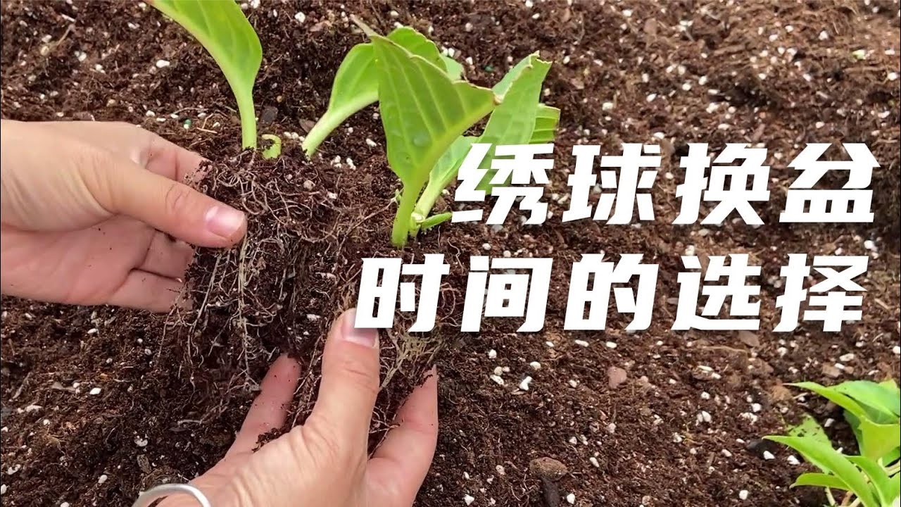 绣球什么时候换盆合适？很多花友不清楚，本期详细讲一下