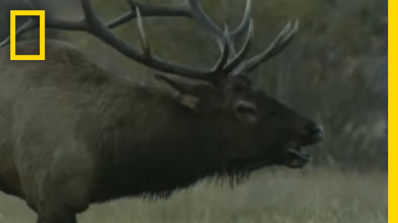 Bugling Elk | National Geographic