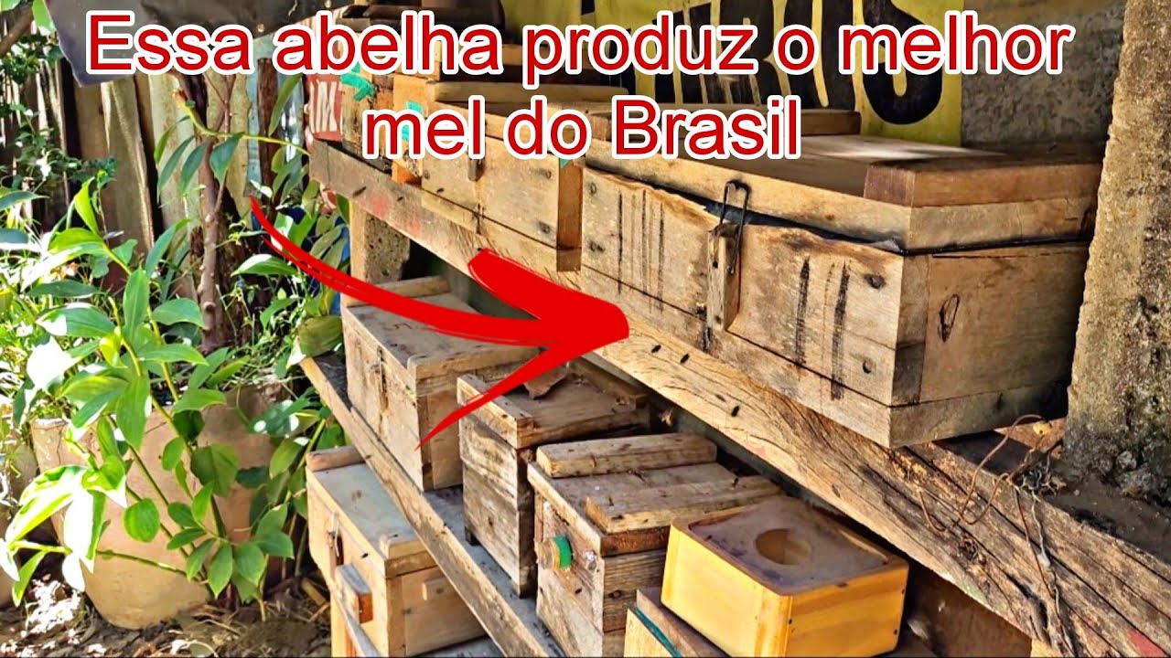 MENOR MELIPONA do BRASIL-Conheça essa linda Abelha sem ferrão #abelhas