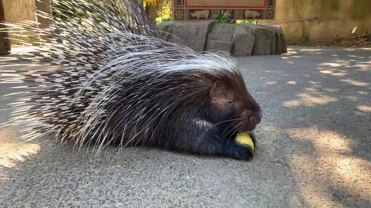 Meet African Crested Porcupine Nolina