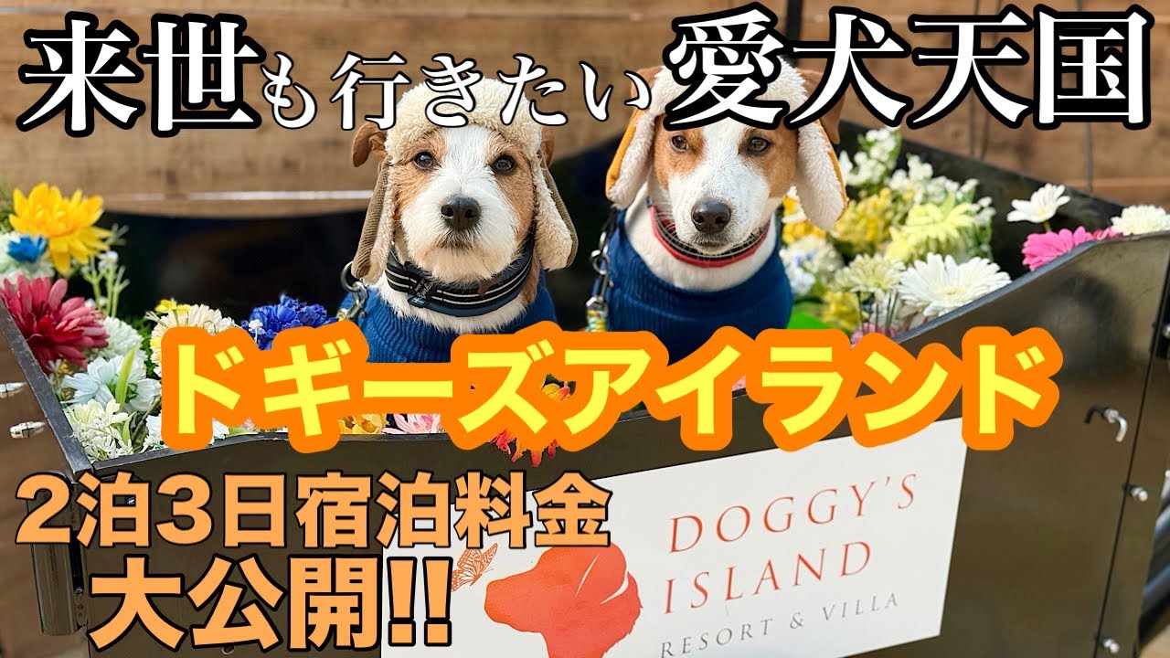 最高すぎるドギーズアイランドの施設を徹底解説
