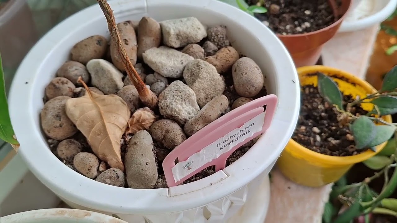 Брахихитоны подросли