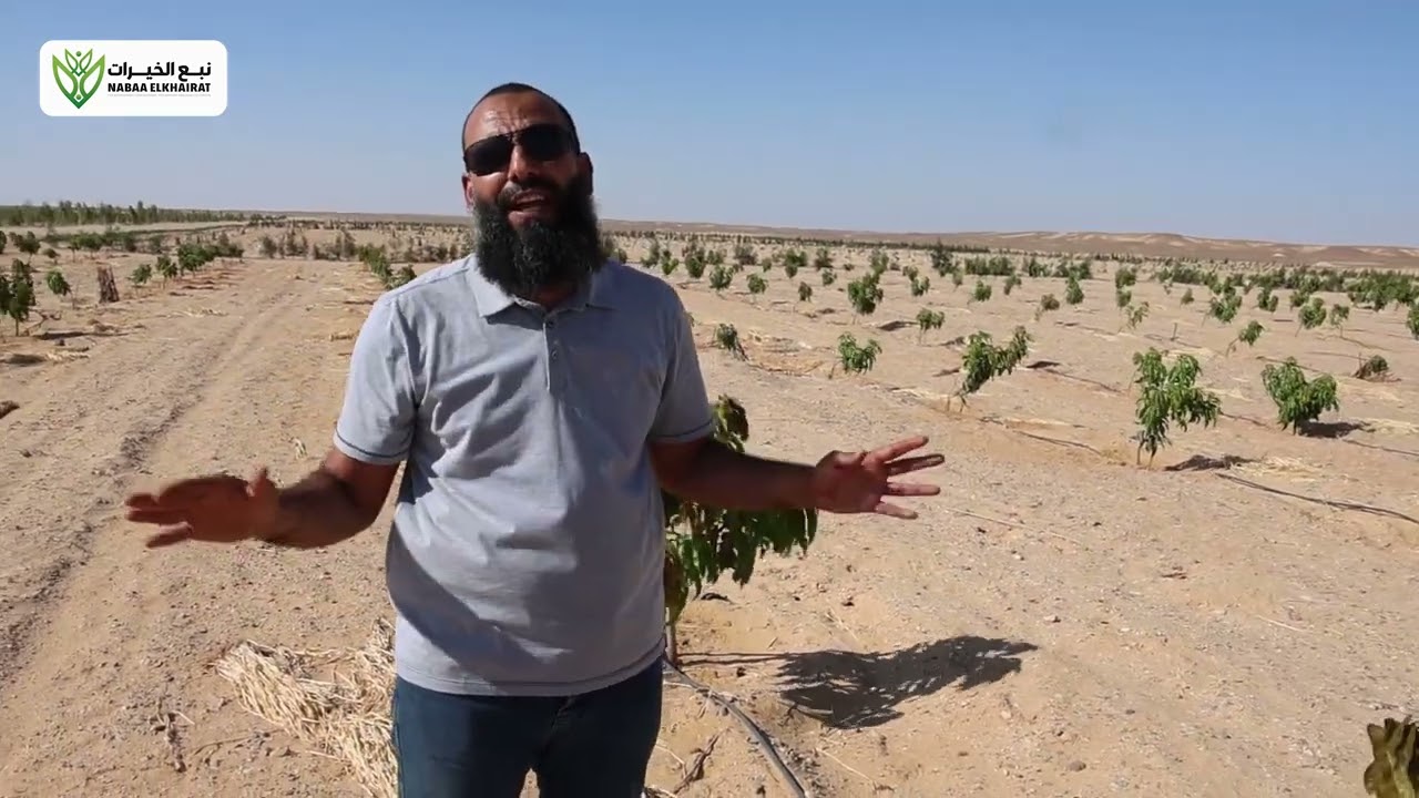 دراسة جدوى والأرباح السنوية لزراعة صنف مانجو الارتو R2🥭