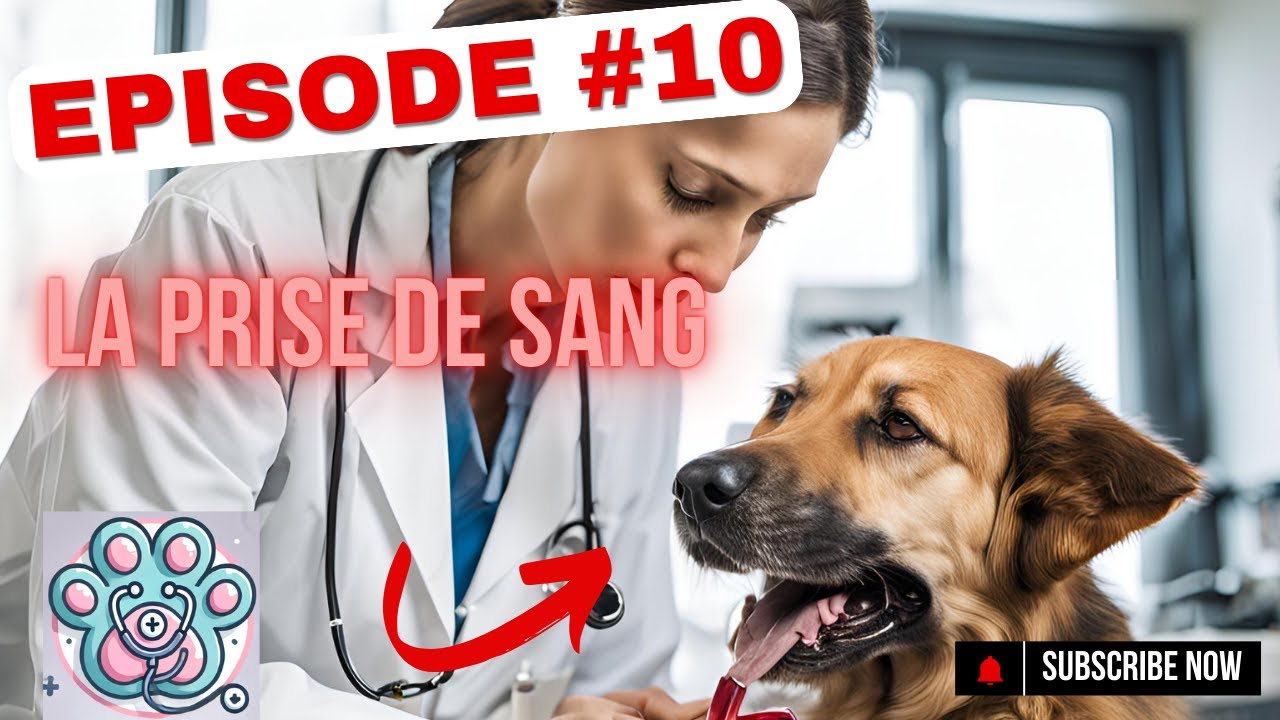 Tout savoir sur les prises de sang - Docteur Kiwi#10