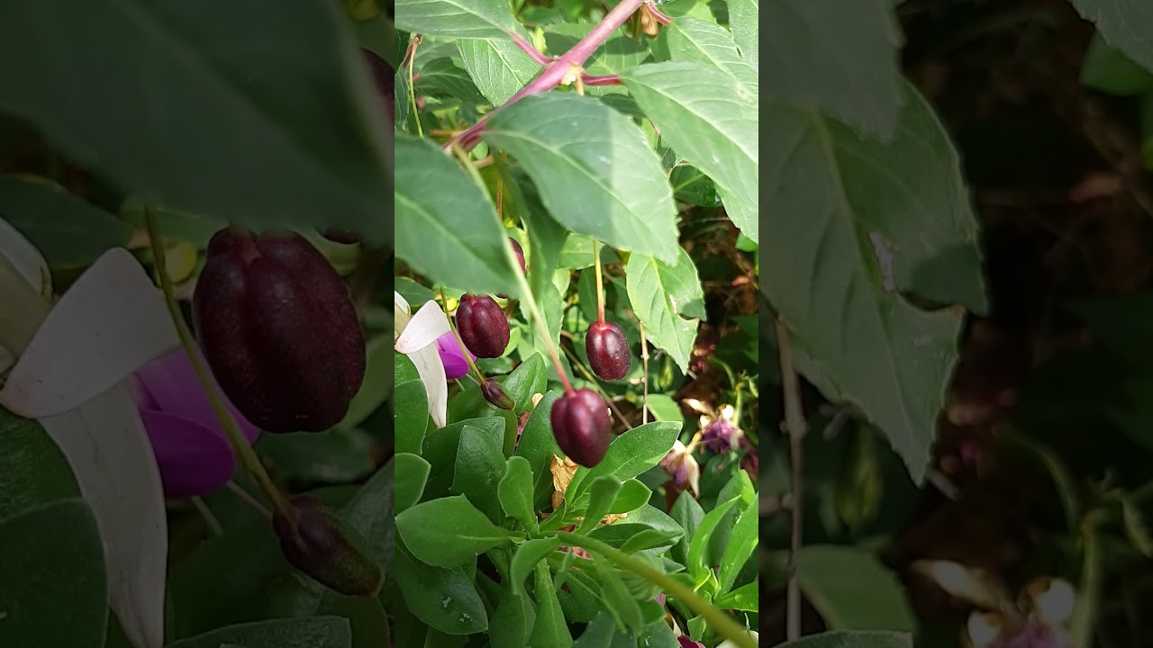 Fuchsia - Blóðdropi Krists
