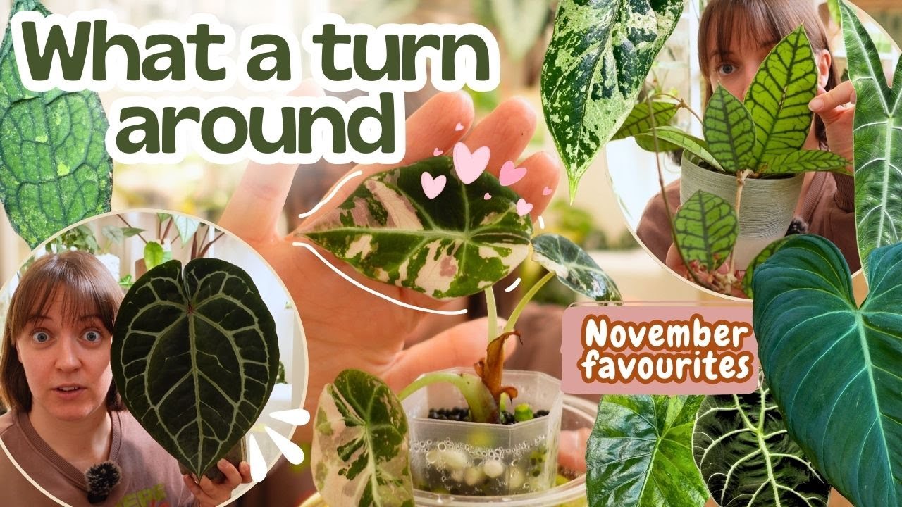 Top 12 Favourite houseplants of November 2025 🩷 Mainly Alocasia! 🥳