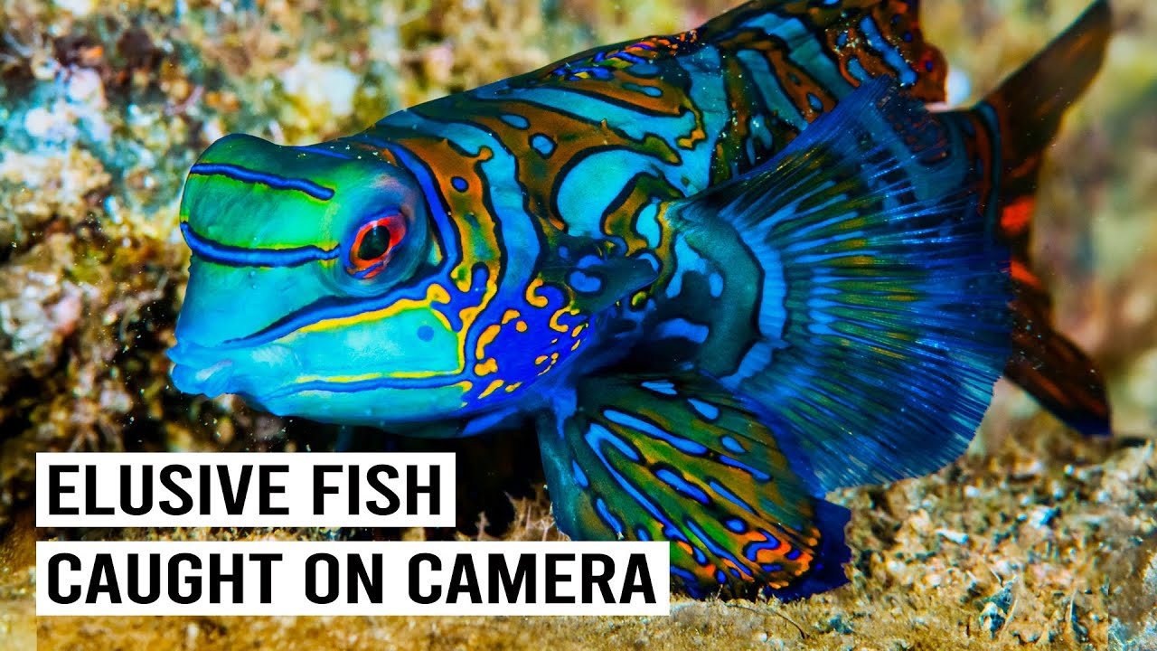 Mandarinfish: The Ocean's Most Elusive Fish?