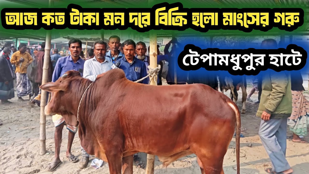 ৭ফেব্রুয়ারি ২০২৬| ক্রস ফ্রিজিয়ান মাংসো উপযোগী গরু টেপামধুপুর হাটে কত টাকা দাম চাচ্ছে ব্যাপারীরা! 