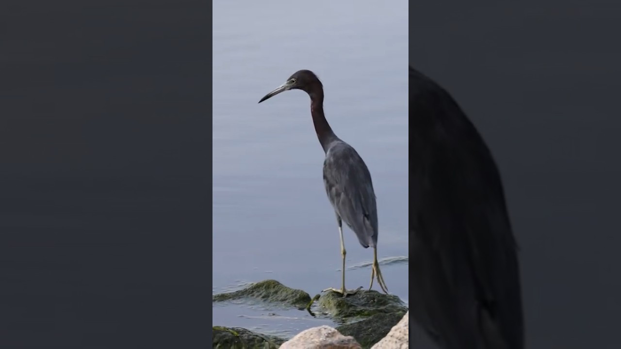 Little Blue Heron on the hunt