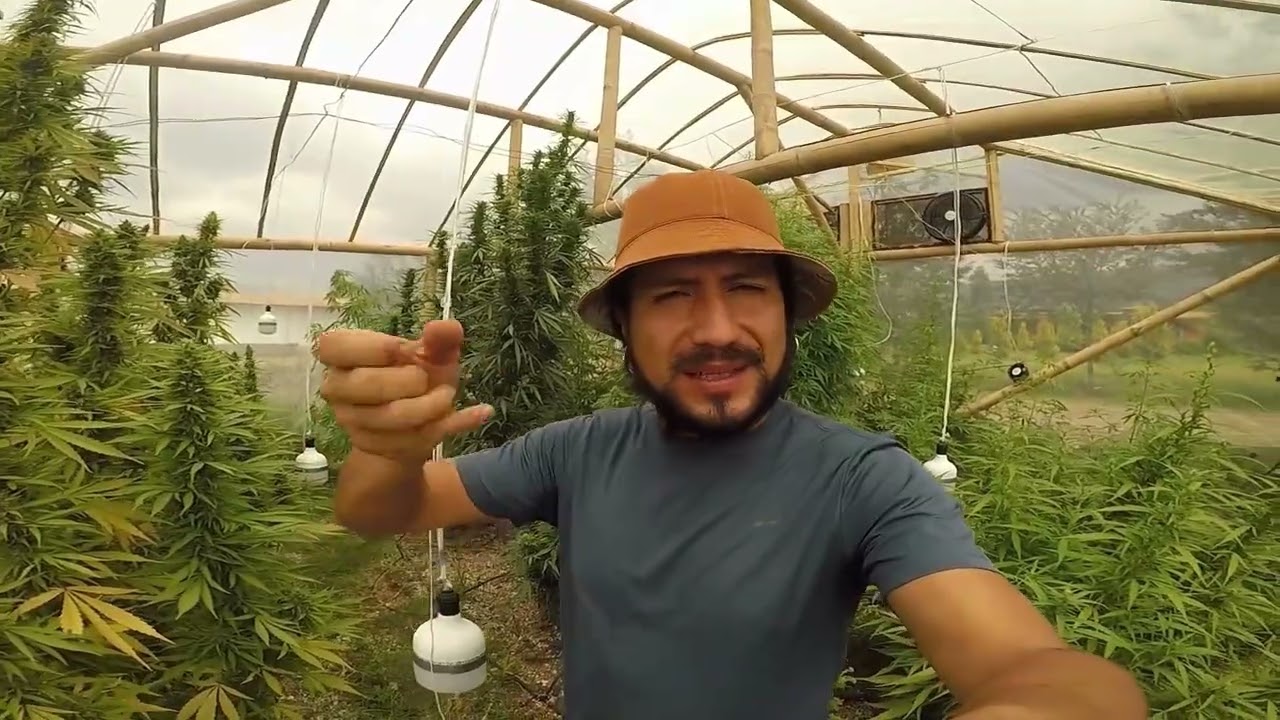 Monster Haze. Semilla tropicalizada. Cannabis Ecuador