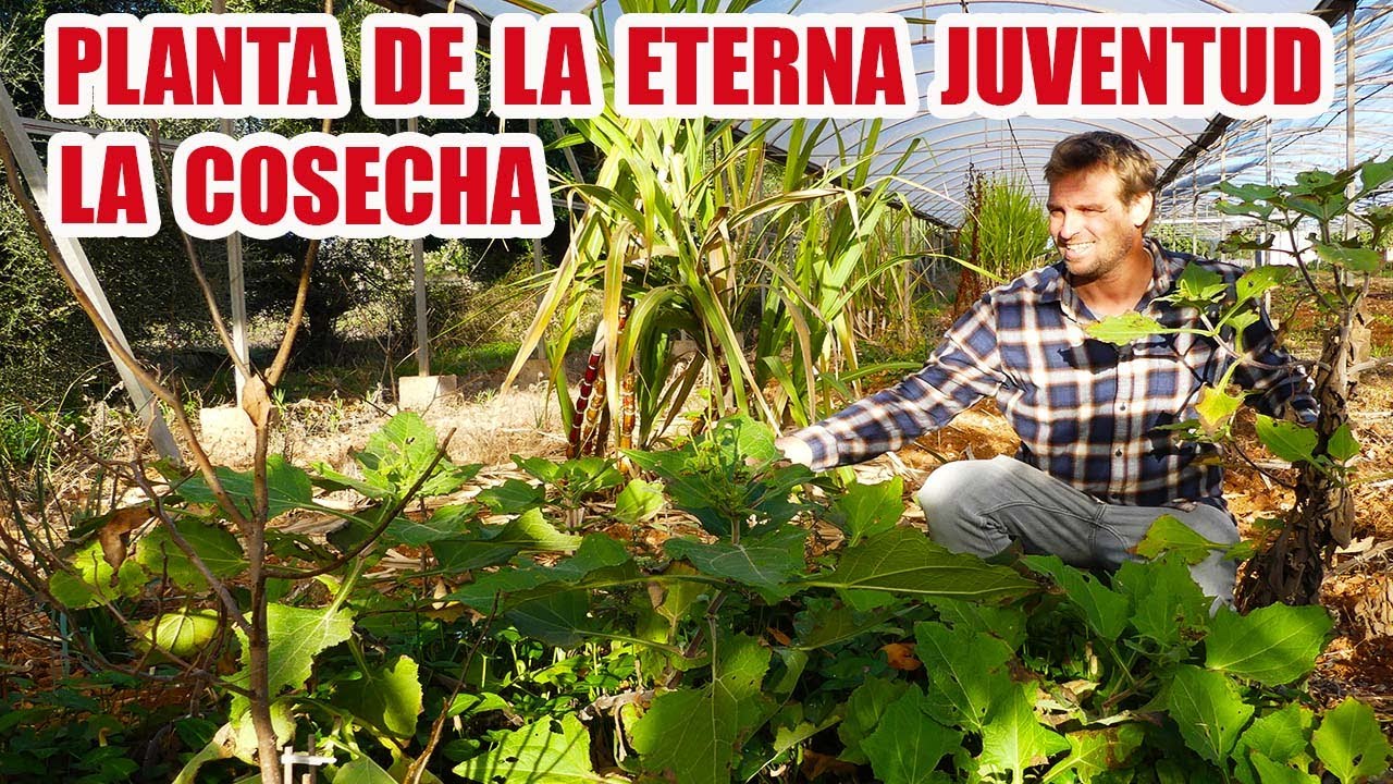 PLANTA DE LA ETERNA JUVENTUD SU COSECHA BENEFICIOS Y CURIOSIDADES