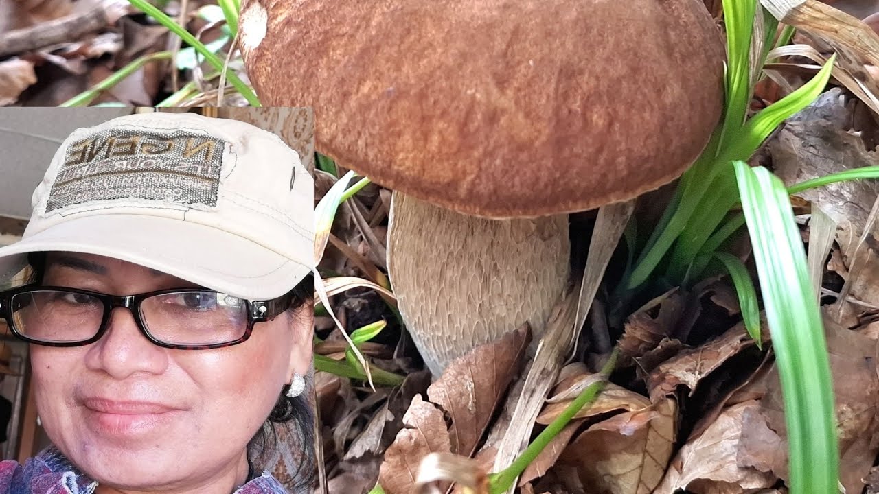 เลาะส่องหา🍄เห็ดผึ้งฝนไม่ตกวันเดียวคือแห้ง 7.8.68