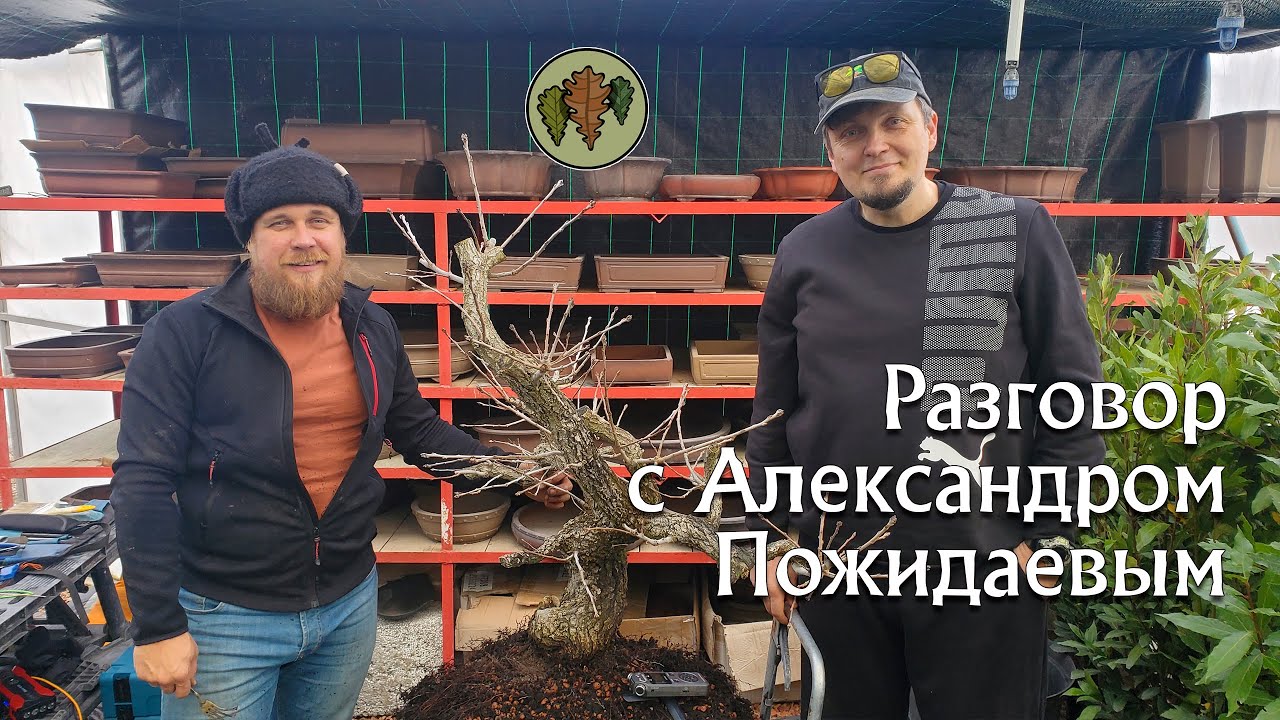 Разговор с Александром Пожидаевым / дефолиация, недоперелив, листья у клёнов и грабов @Studio.Bonsai