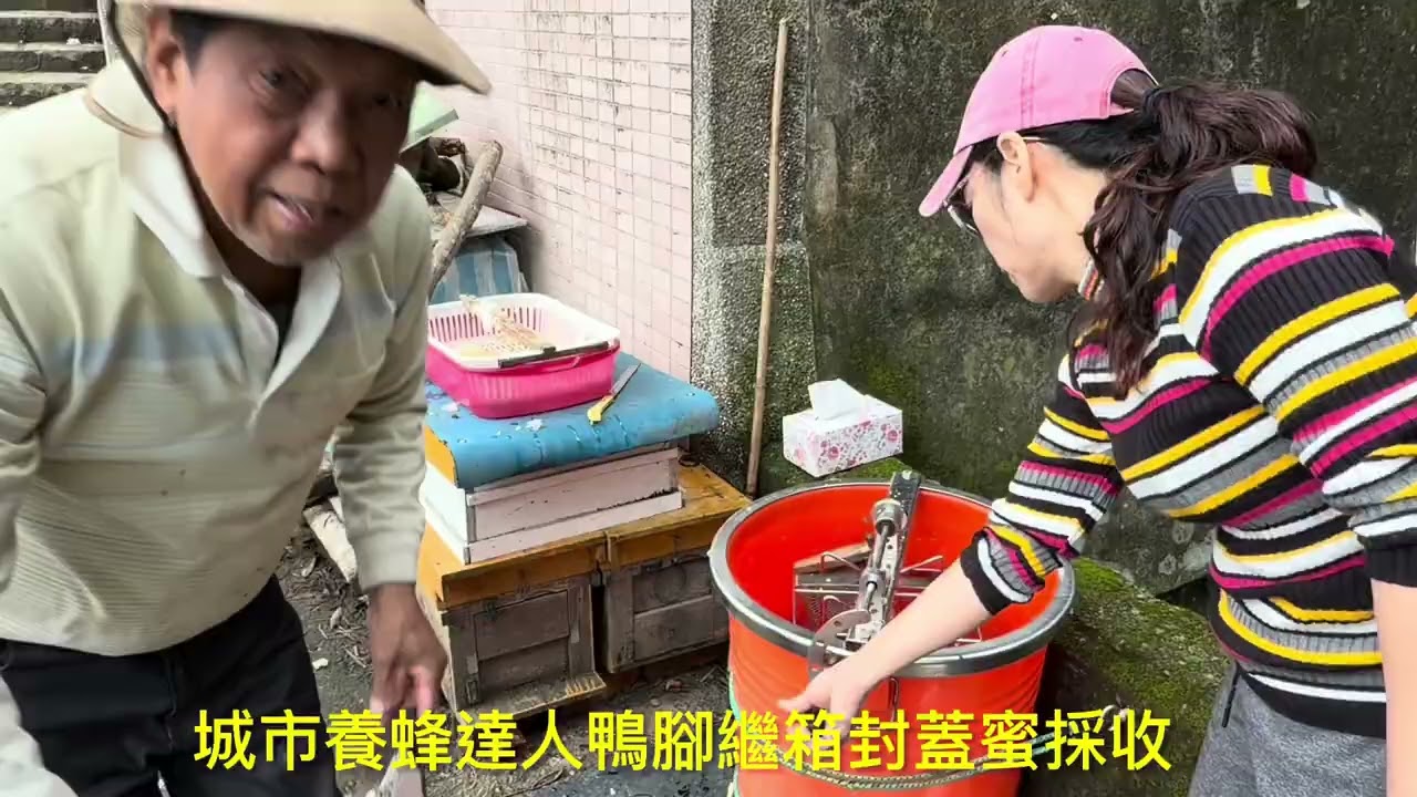 頂級野蜂鴨腳木封蓋蜜採收（繼箱淺框）