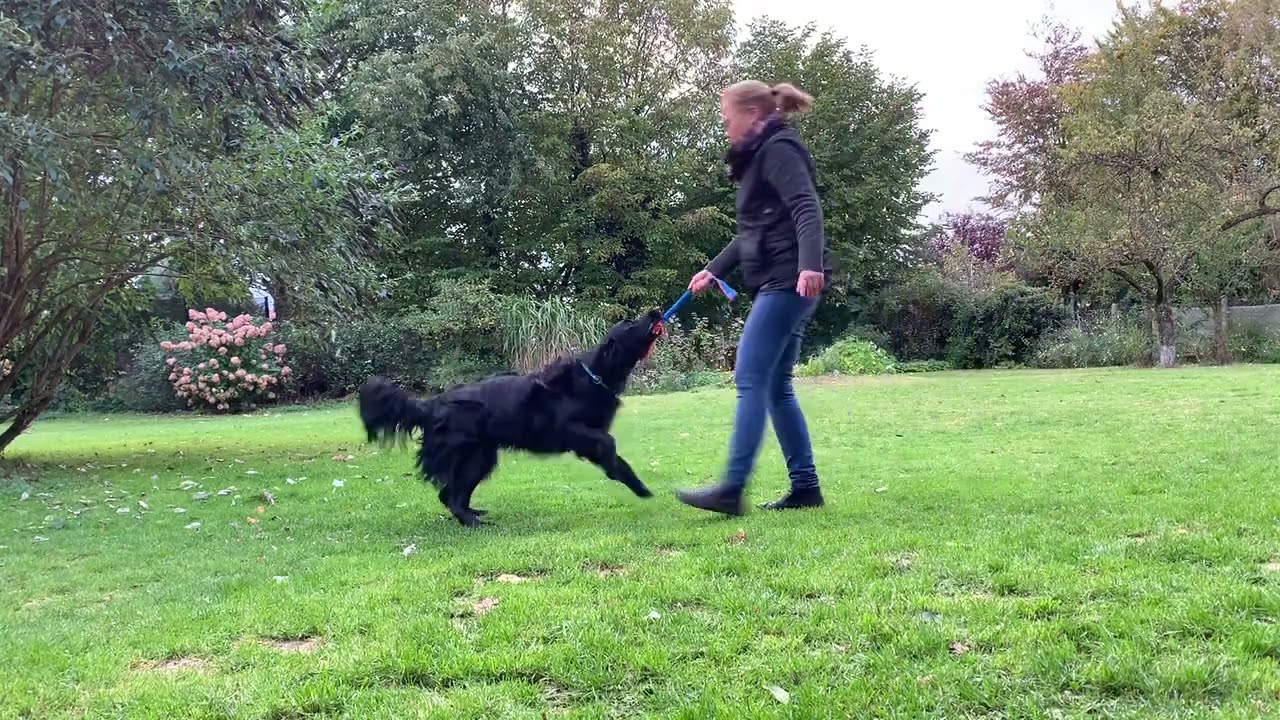 Obedience nur zum Spaß mit Flat-Coated Retriever Tofte