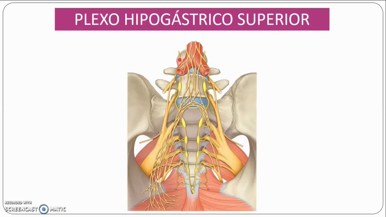 Plexo hipogástrico.