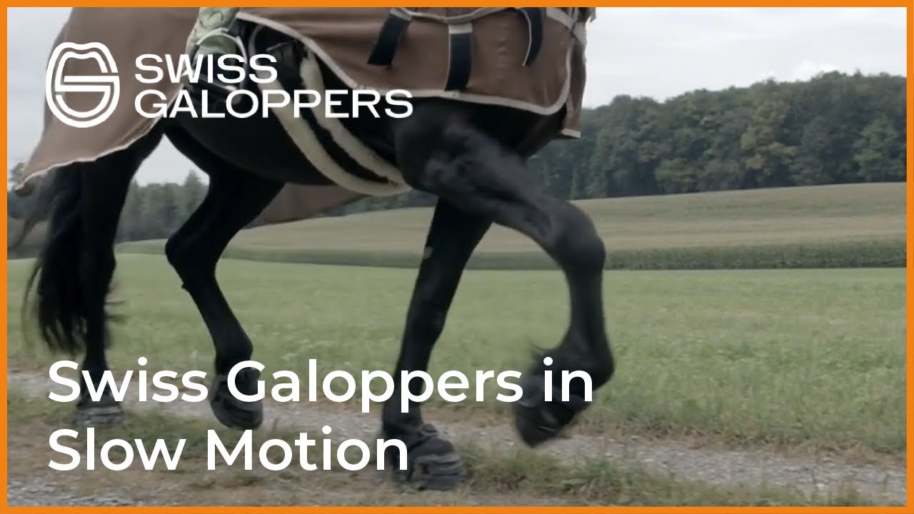 Friesian mare Antje wearing Swiss Galoppers in slow motion.