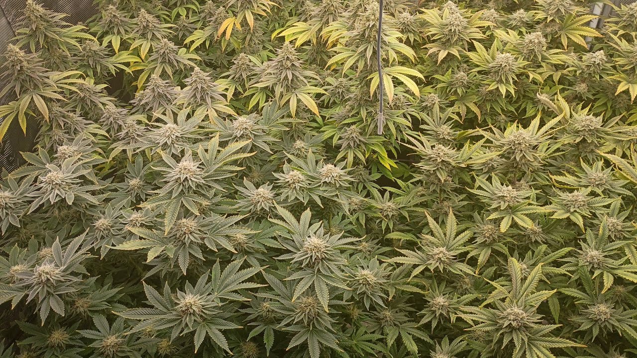 Дневник выращивания для начинающих: от семян до урожая, обновление данных за 7-ю неделю (4x4).