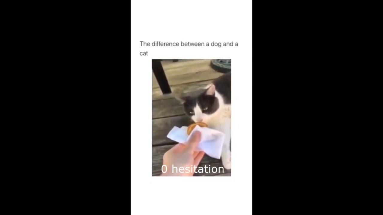 0 Hesitation #animals #shorts #animalsbeingderps