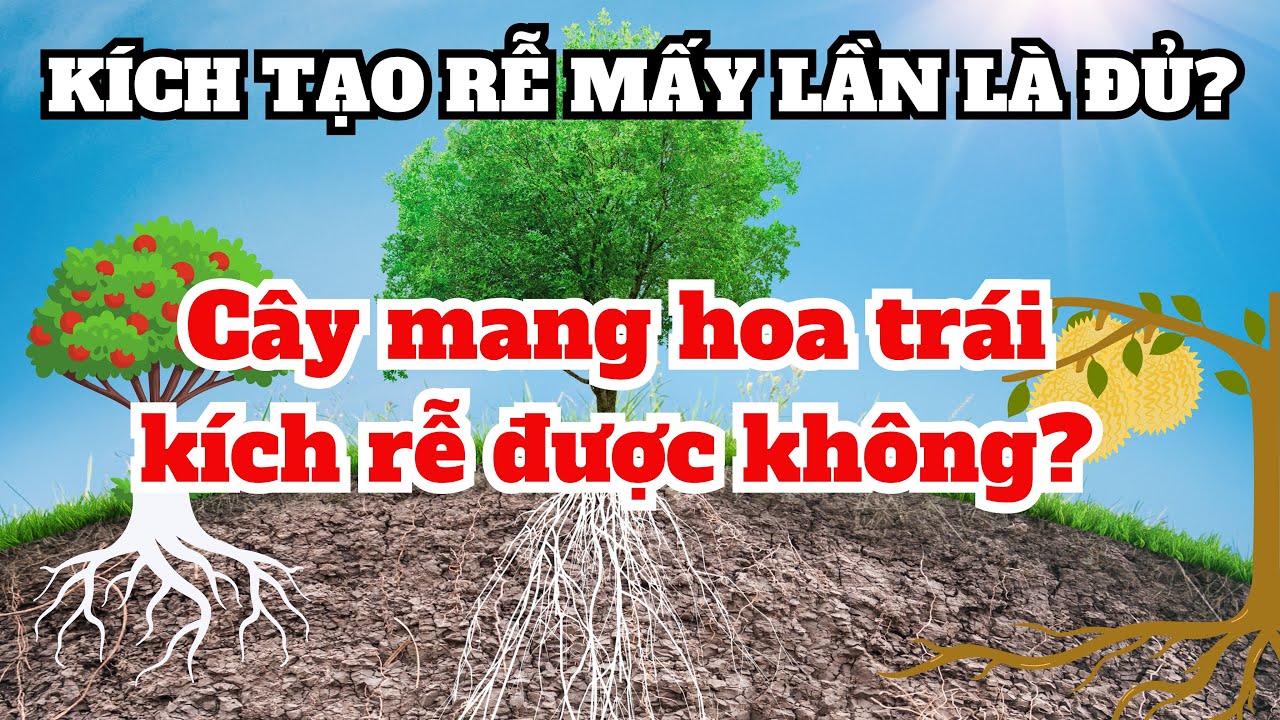 Tổng hợp kích rễ cho cây trồng | Cây con, cây tơ kích mấy lần? Cây mang hoa trái kích được không?