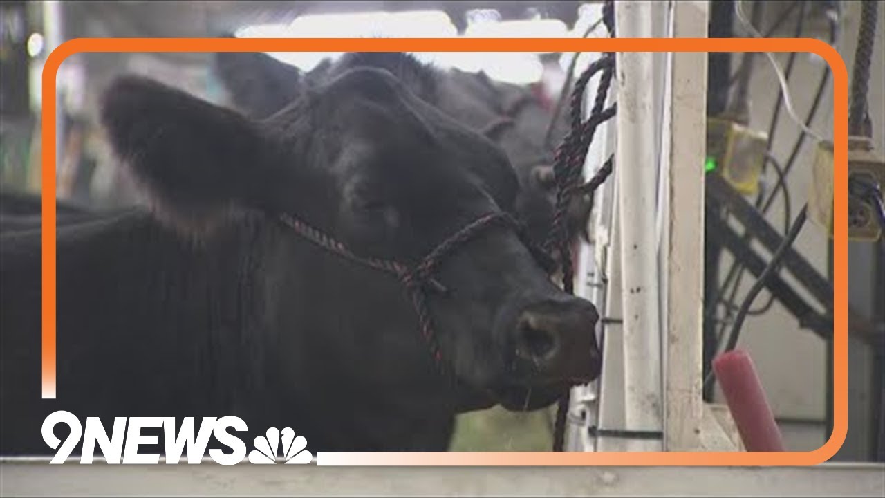 Still plenty of action to take in over the last weekend of the stock show