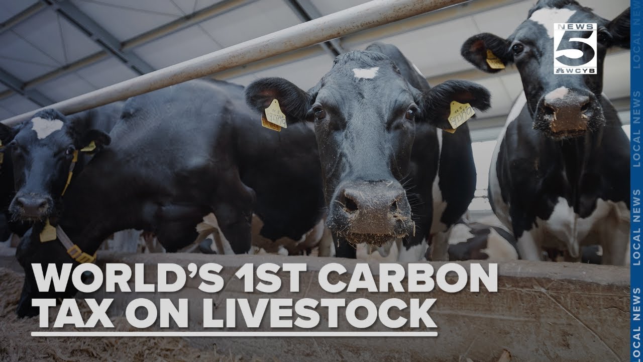 Denmark introduces fart tax on livestock to cut down on gassy emissions