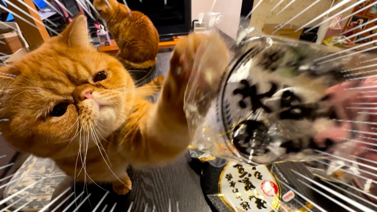 お菓子ではなく、袋にだけ興味あるネコがこちら