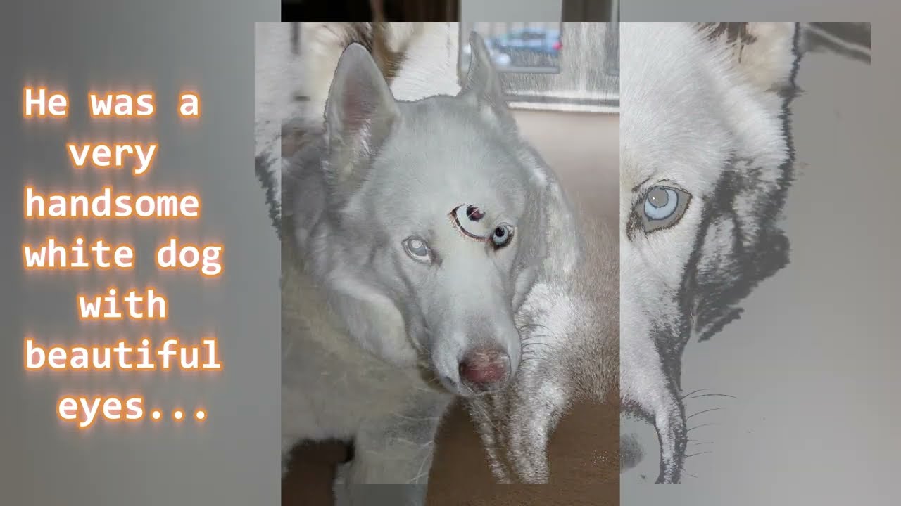 Wolfy Tribute