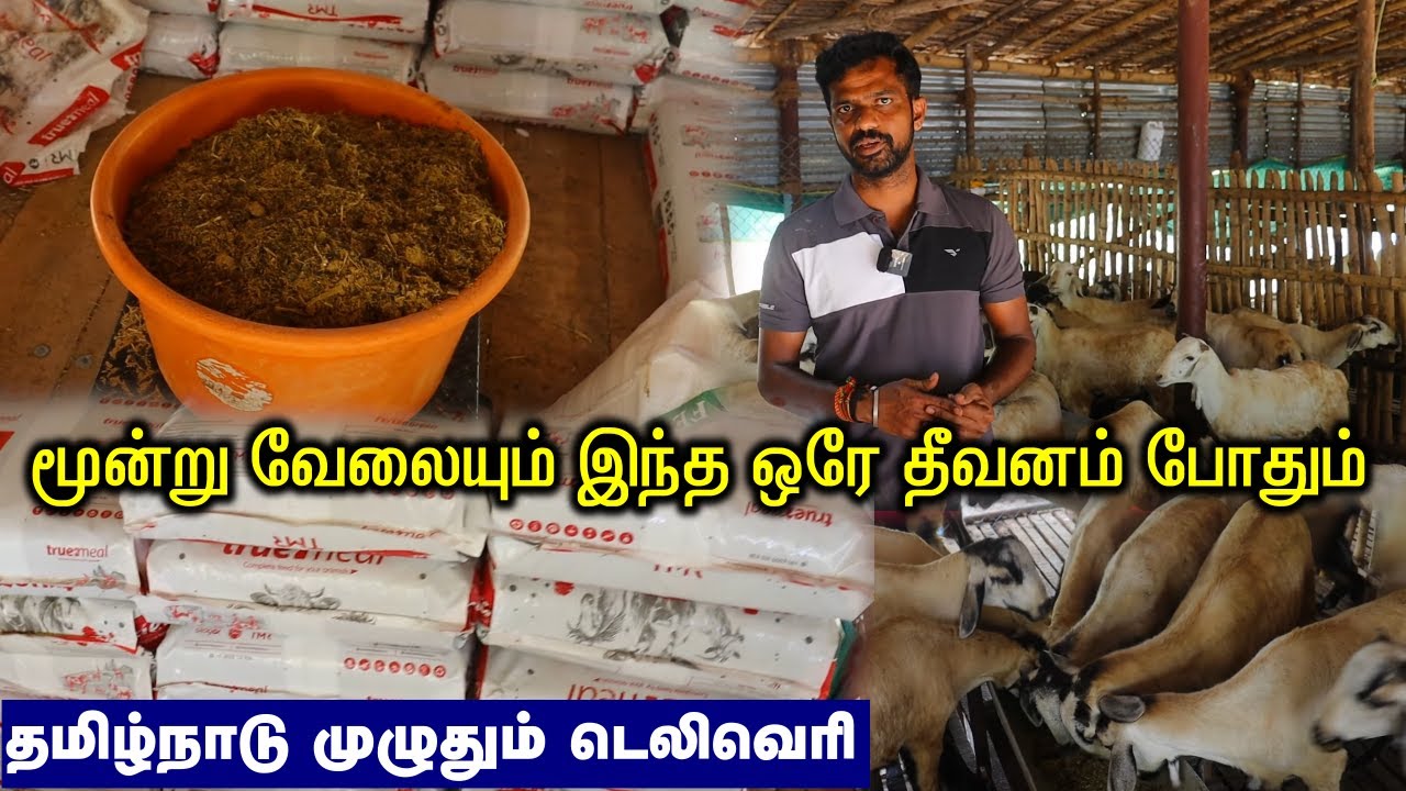 ஆடு வளர்ப்பில் லாபம் இல்லையா அப்போ இந்த தீவனம் போடுங்க | குறைந்த விலையில் தீவனம் | TMR Cattle Feed