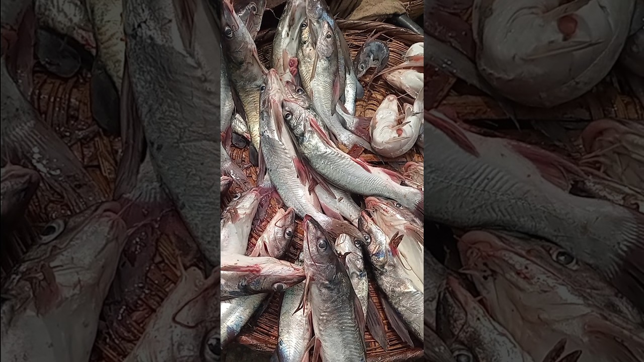 Цена на серебристого сома сегодня #морепродукты #сом #шорты