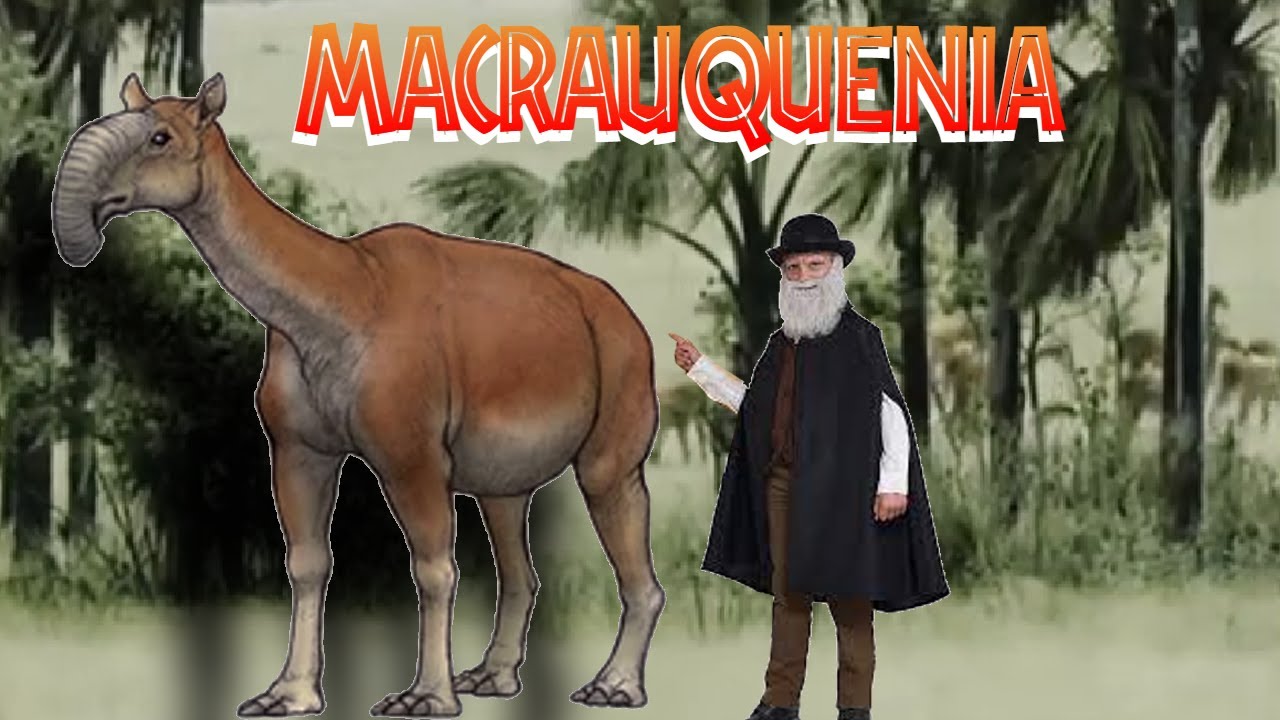 Macrauchenia, o animal mais estranho já descoberto - macrauquênia
