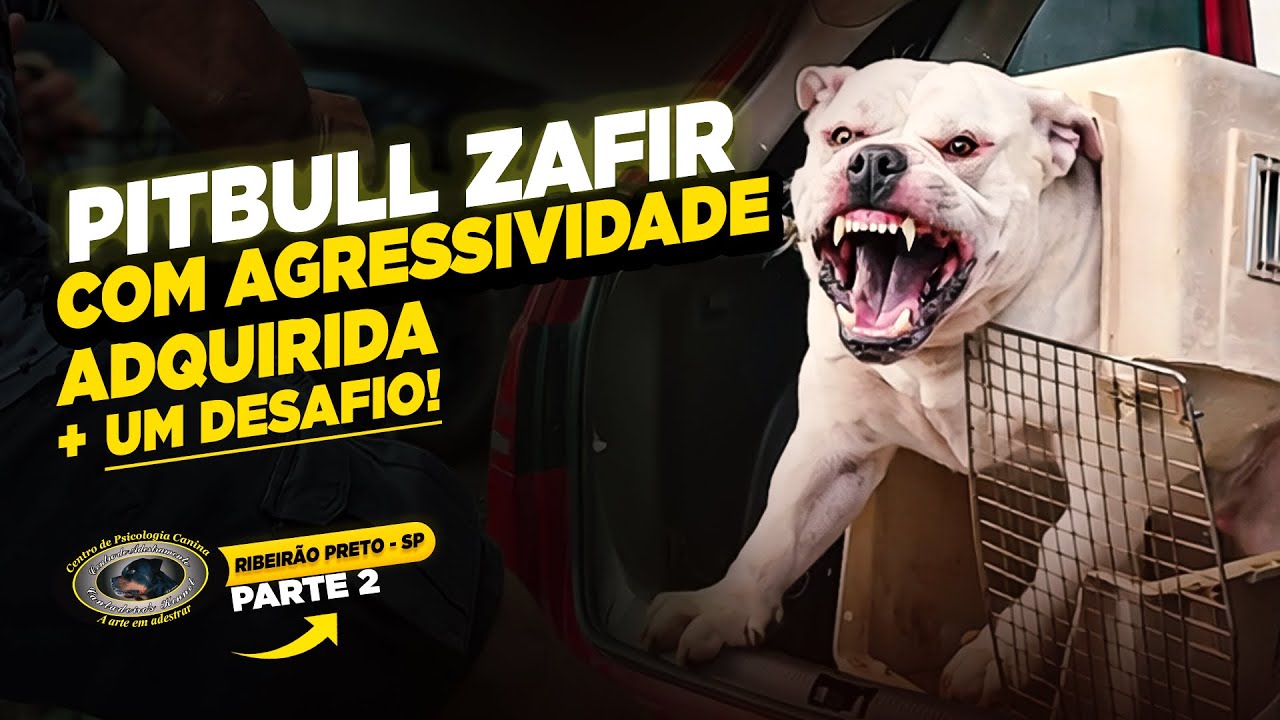 PITBULL MONSTER AGRESSIVO — ZAFIR — 50KG FORA DE CONTROLE É CAOS ANUNCIADO