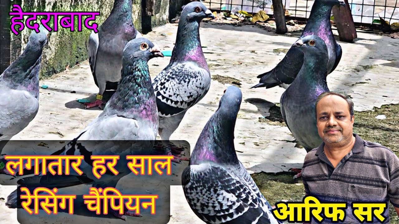 इम्पोर्टेड रेसर होमर । Imported Racer Homer Pigeons Of Arif Sir