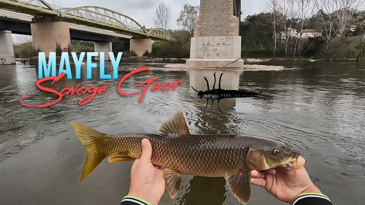 Pesca aos barbos e trutas em Coimbra ao Spinning (Mayfly)