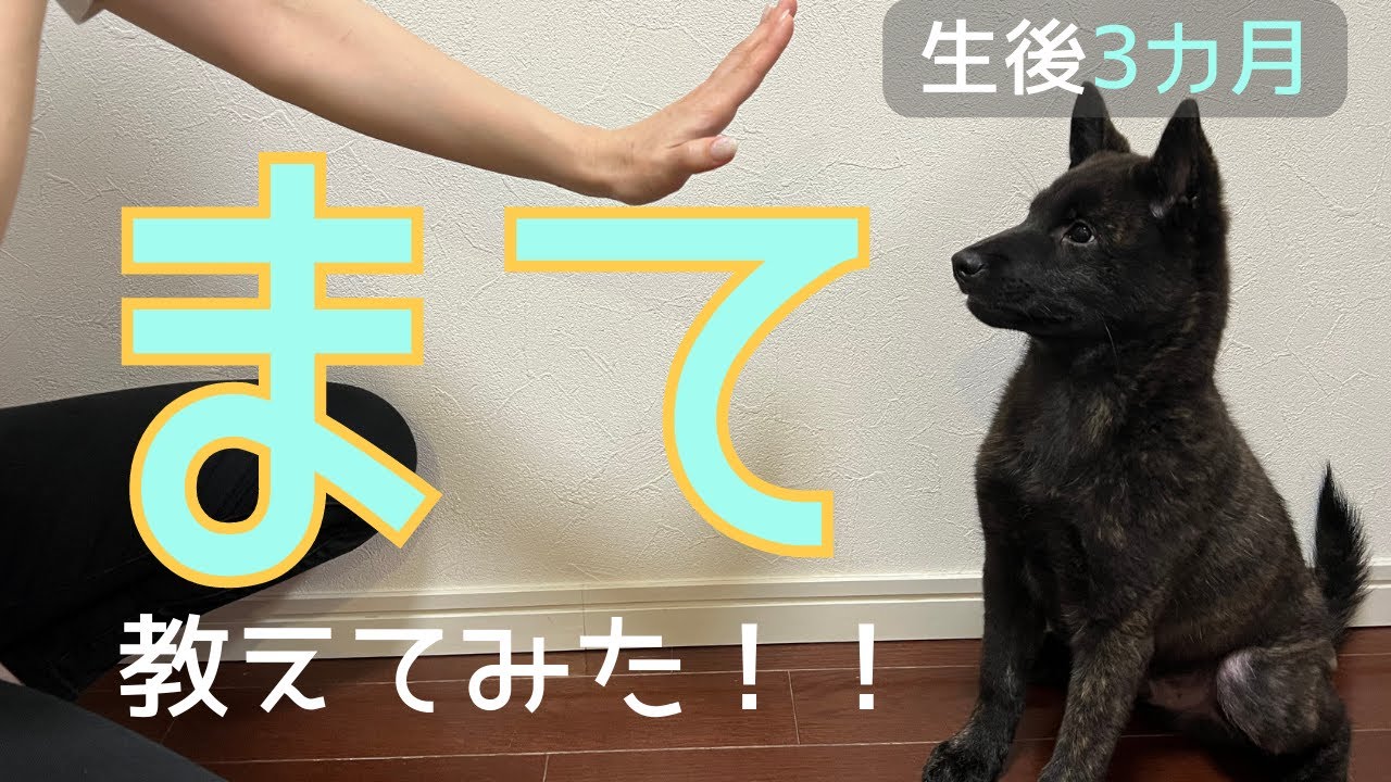 【甲斐犬】生後3か月の子犬やぶのしつけ！「まて」編！