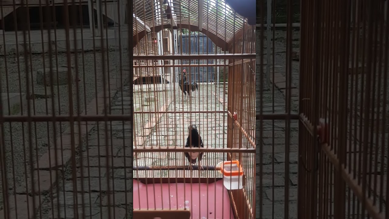 AK Jamparing sedang ngeroll