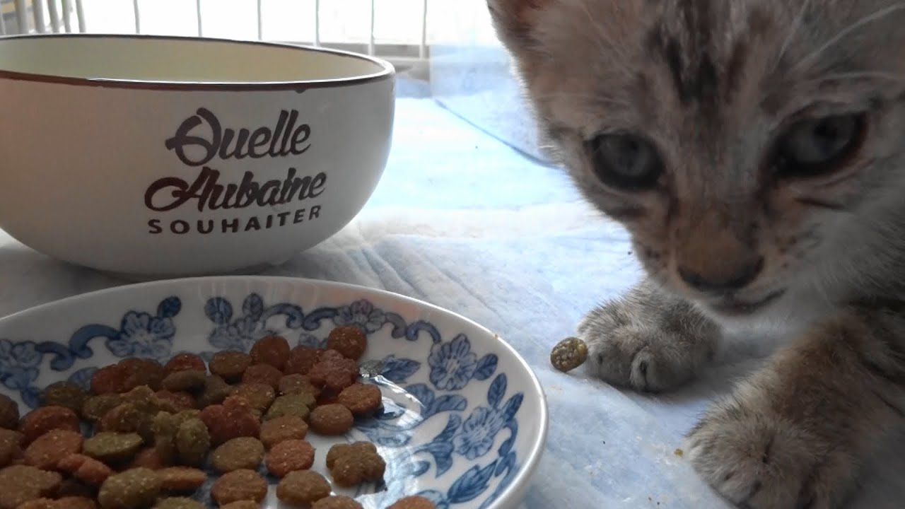 野良子猫　おさがりのバスケットで病院へ行く