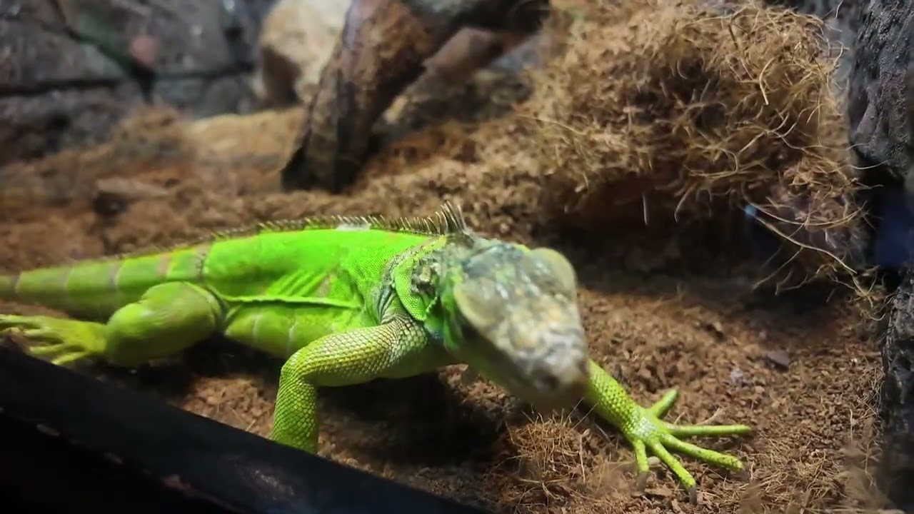 Creepy Carwlies adventure at Ocean Park