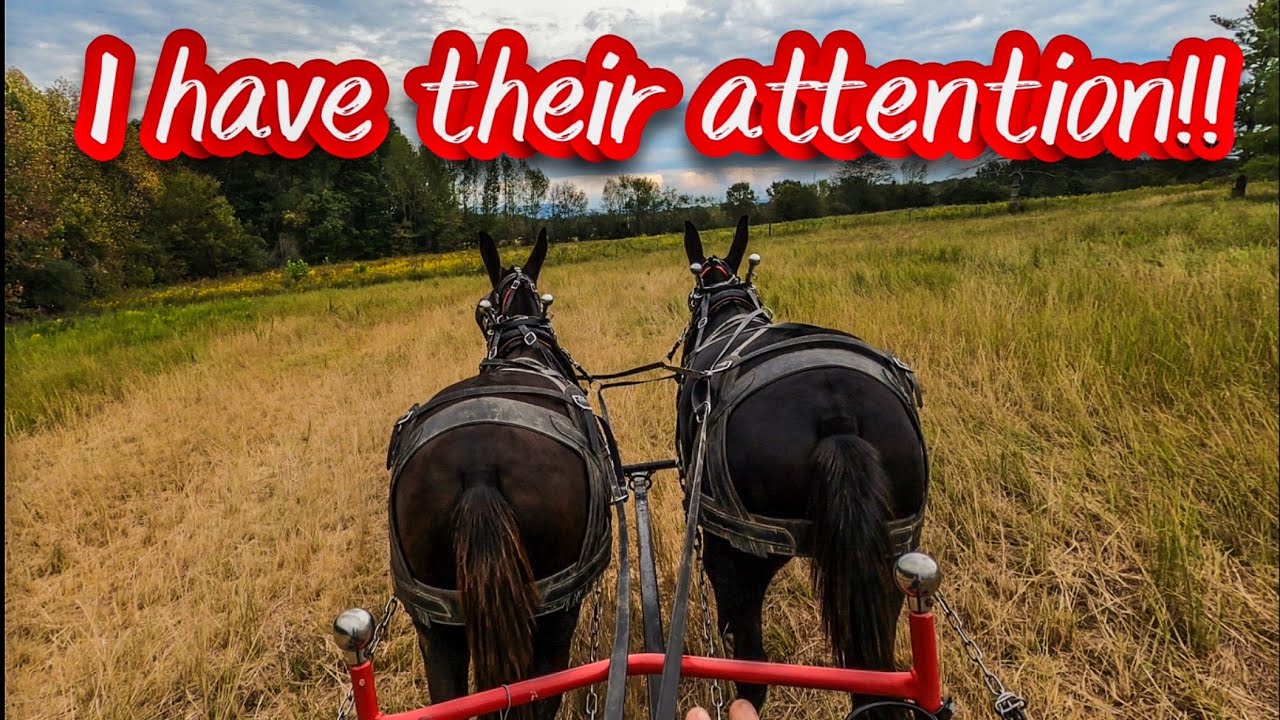 TRAINING DRAFT MULES: DAY 4…WHOA AND GO!! #149
