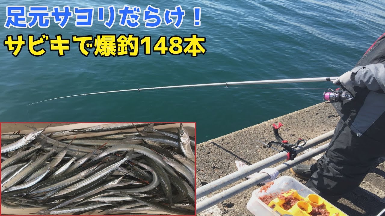 足元サヨリだらけ！サビキで爆釣148本