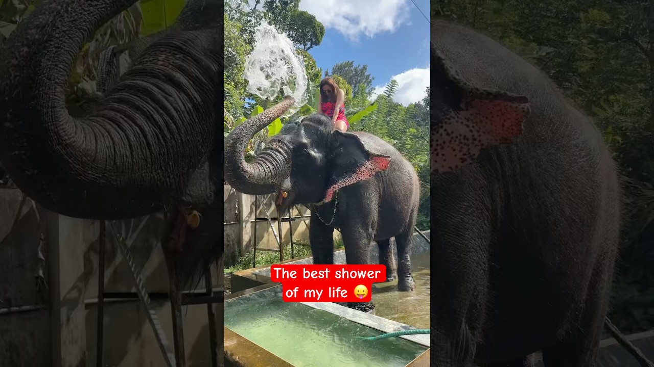 Не пропустите этот слоновий дождь в Керале | Must do #shorts #garimasgoodlife