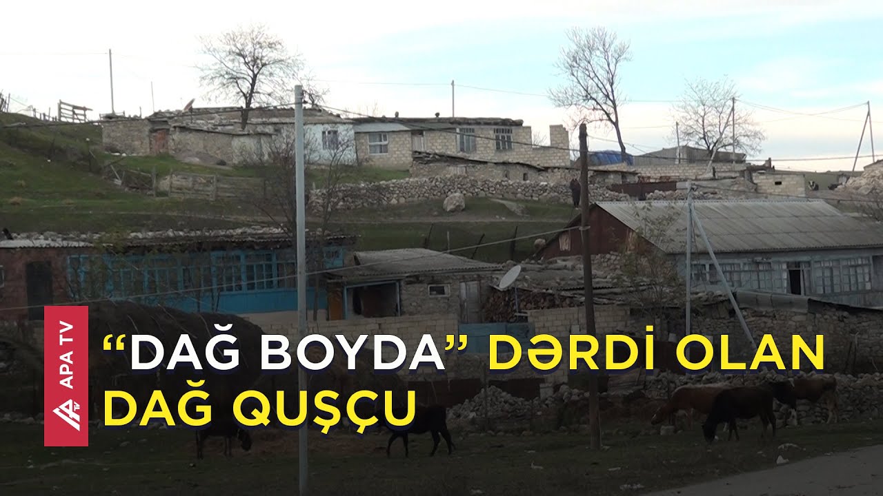Bu dərd Dağ Quşçu kəndinin sakinlərini evlərindən didərgin salıb - APA TV