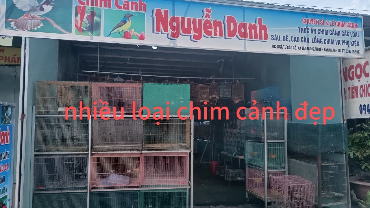 xanh tím . xanh tuớt . choè lửa .hút mật