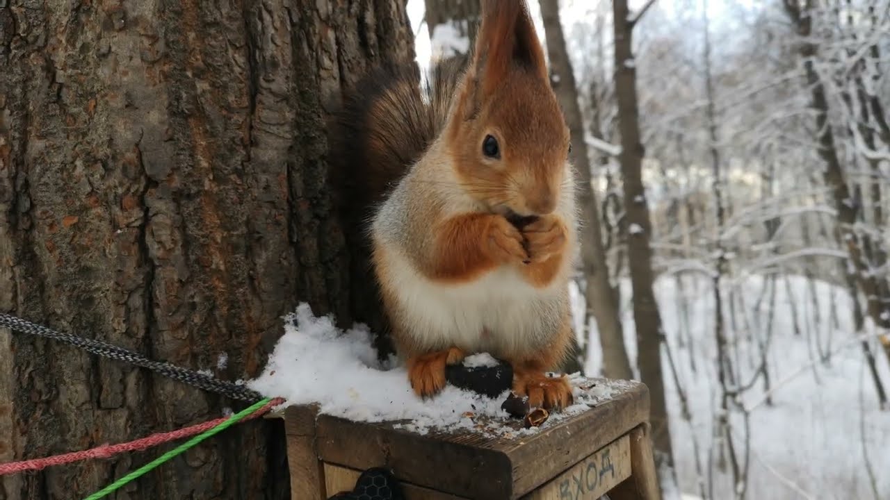 Белки две, а я один 😁 10 минут с зимними белками 😜 10 mins with two winter squirrels