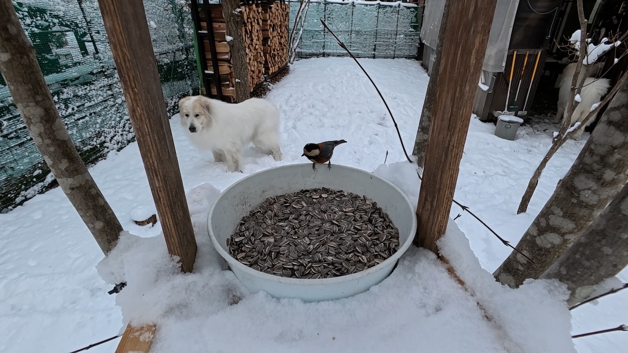 【ルンルンの裏庭】雪と野鳥と犬とのんびりした時間