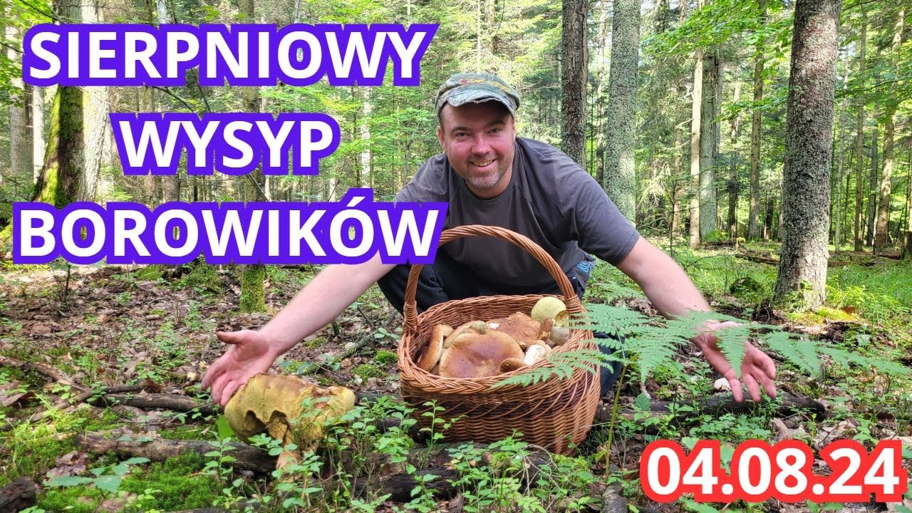 KOLEJNY WYSYP ŚWIĘTOKRZYSKICH BOROWIKÓW 04 08 24