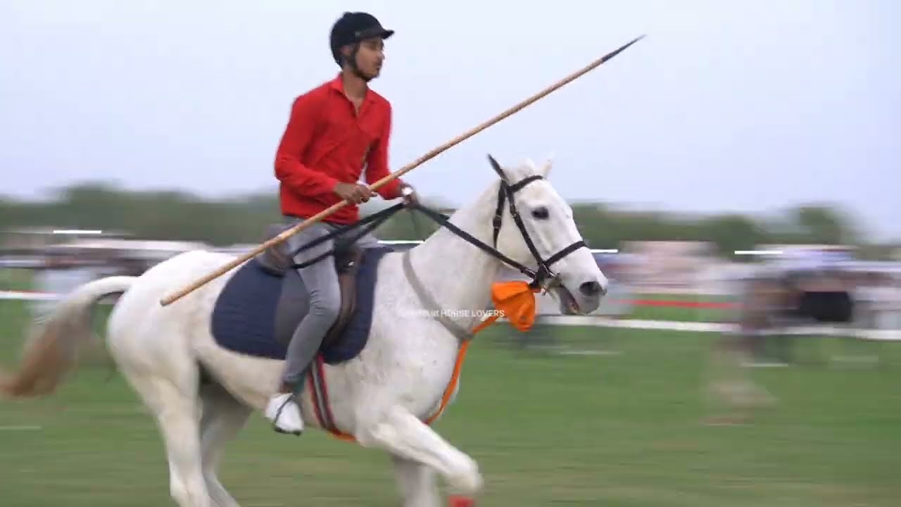TENT PEGGING COMPETITION  AT MARWARI HORSE SHOW JODHPUR 2024